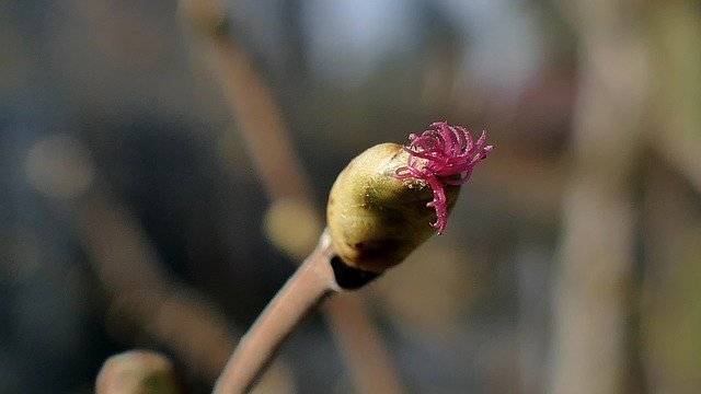 Free download Hazel Hazelnut Bud -  free photo or picture to be edited with GIMP online image editor