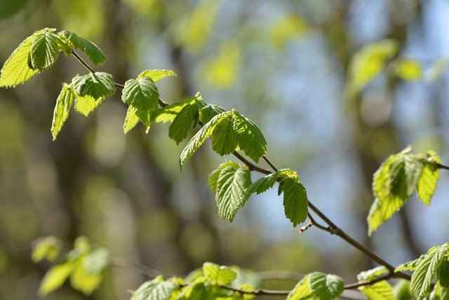 Free download hazelnut leaves growth branch free picture to be edited with GIMP free online image editor