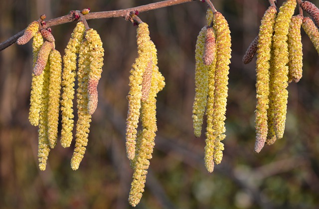 Free download hazelnut plant common hazel free picture to be edited with GIMP free online image editor