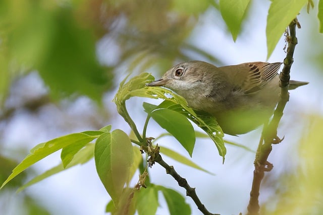 Free download hd wallpaper bird common whitethroat free picture to be edited with GIMP free online image editor