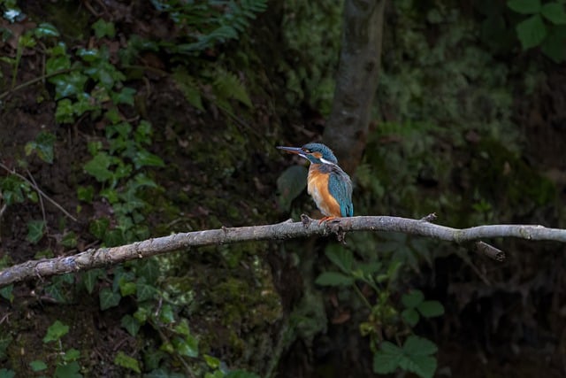 Free download hd wallpaper bird kingfisher free picture to be edited with GIMP free online image editor