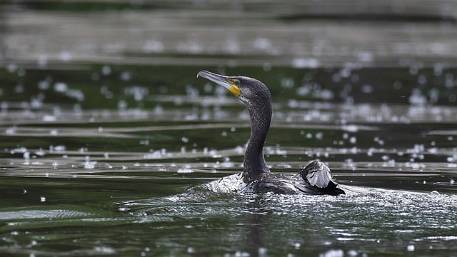 Free download hd wallpaper bird ornithology free picture to be edited with GIMP free online image editor