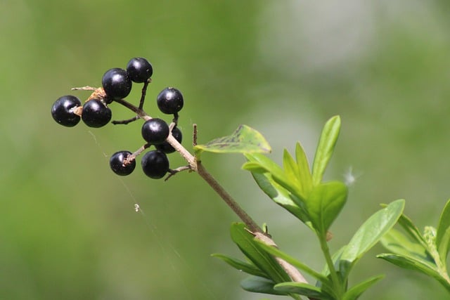 Free download hd wallpaper black berries fruit free picture to be edited with GIMP free online image editor