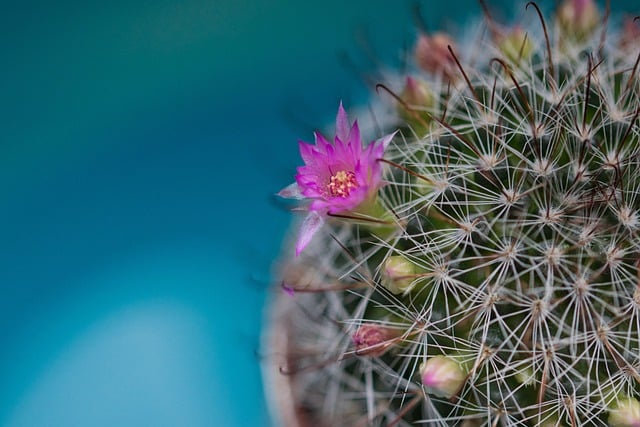 Free download hd wallpaper cactus thorns flower free picture to be edited with GIMP free online image editor