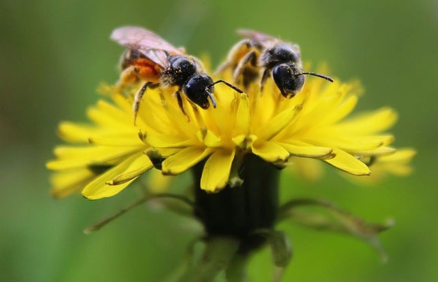 Free download hd wallpaper dandelion bees insects free picture to be edited with GIMP free online image editor