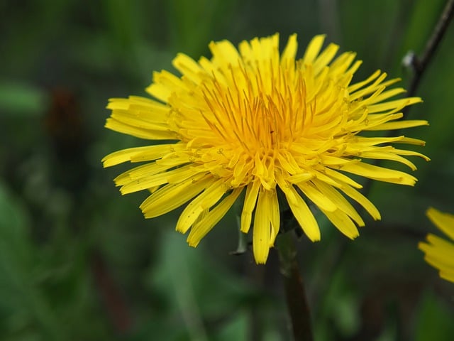 Free download hd wallpaper dandelion flower free picture to be edited with GIMP free online image editor