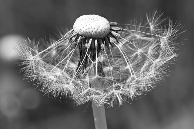 Free download hd wallpaper dandelion flying seeds free picture to be edited with GIMP free online image editor