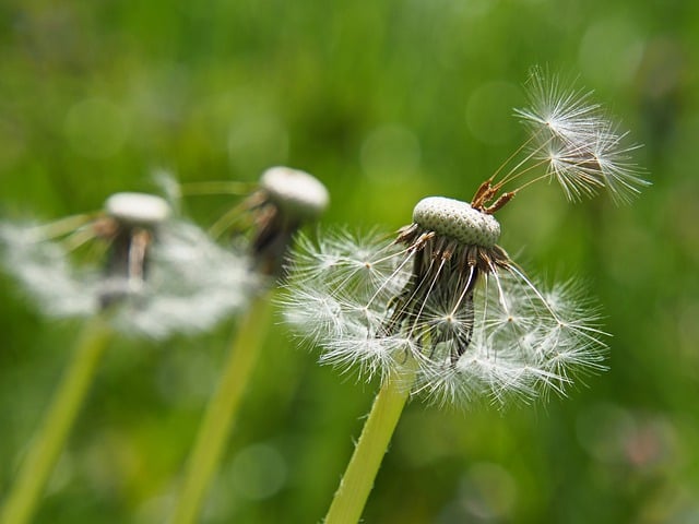 Free download hd wallpaper dandelion seeds flower free picture to be edited with GIMP free online image editor