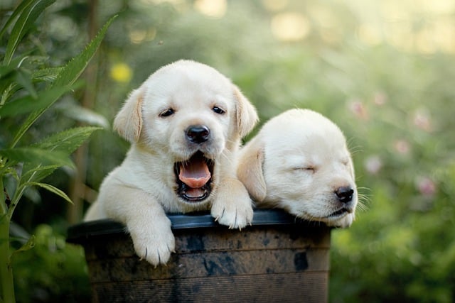 Free download hd wallpaper dogs puppies labrador free picture to be edited with GIMP free online image editor