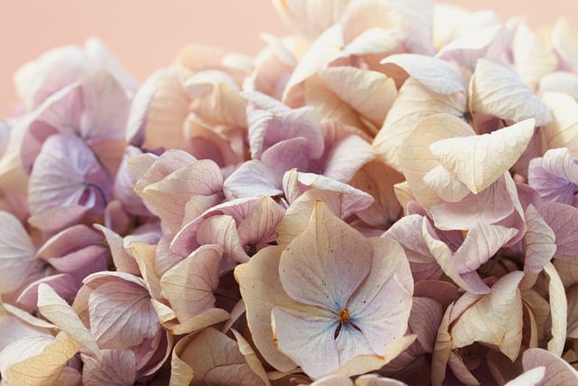 Free download hd wallpaper dried flowers free picture to be edited with GIMP free online image editor