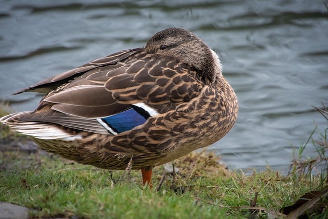 Free download hd wallpaper duck bird wild duck free picture to be edited with GIMP free online image editor