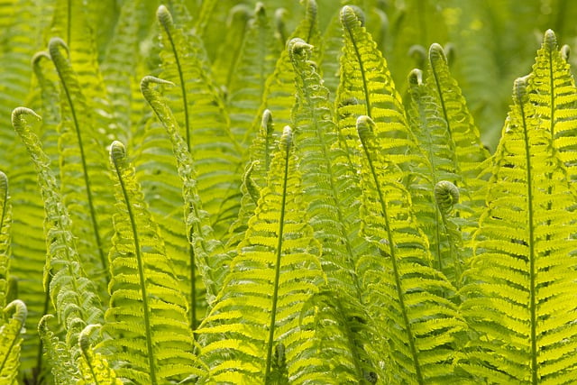 Free download hd wallpaper fern nature wald free picture to be edited with GIMP free online image editor