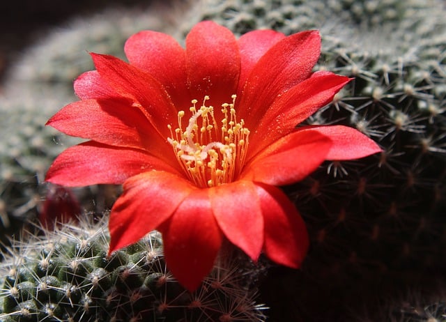 Free download hd wallpaper flower cactus rebutia free picture to be edited with GIMP free online image editor