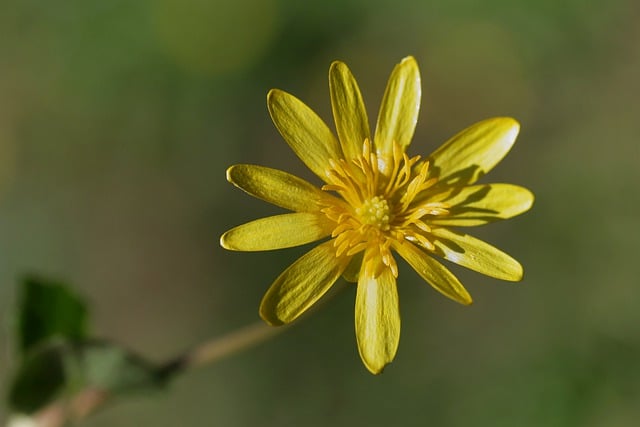 Free download hd wallpaper flower celandine free picture to be edited with GIMP free online image editor