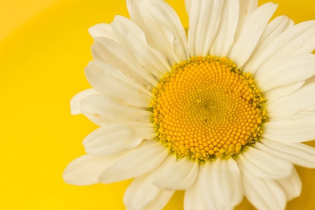 Free download hd wallpaper flower daisy petals free picture to be edited with GIMP free online image editor