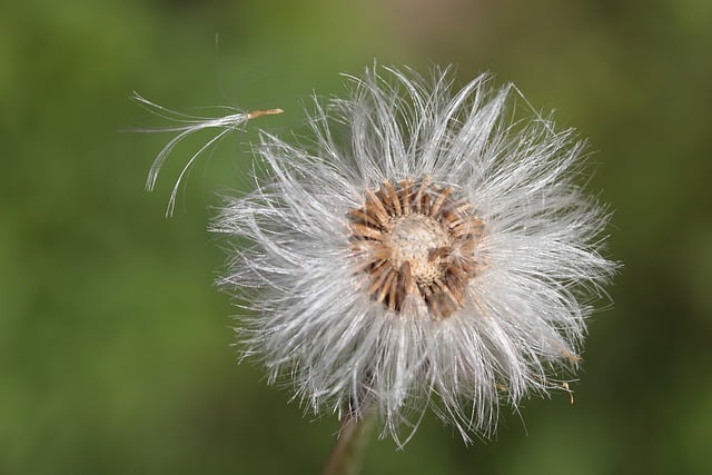 Free download hd wallpaper flower dandelion free picture to be edited with GIMP free online image editor