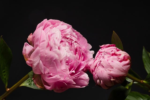 Free download hd wallpaper flower peonies botany free picture to be edited with GIMP free online image editor