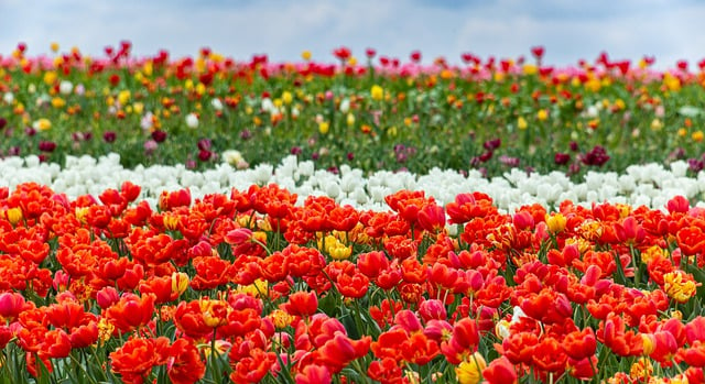 Free download hd wallpaper flowers bed of flowers free picture to be edited with GIMP free online image editor