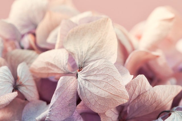 Free download hd wallpaper flowers dried flowers free picture to be edited with GIMP free online image editor