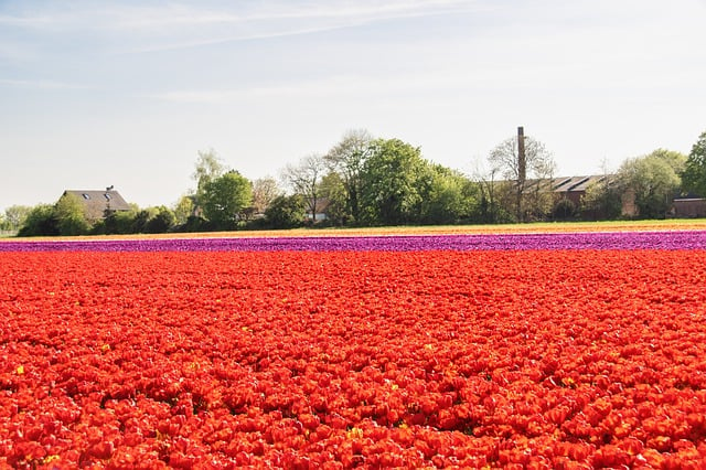 Free download hd wallpaper flowers tulips field free picture to be edited with GIMP free online image editor