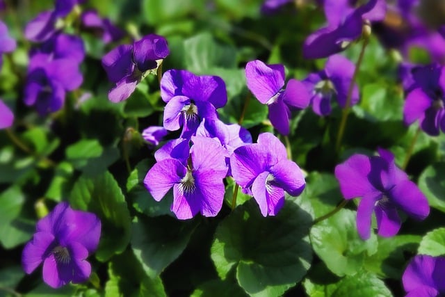 Free download hd wallpaper flowers viola violet free picture to be edited with GIMP free online image editor