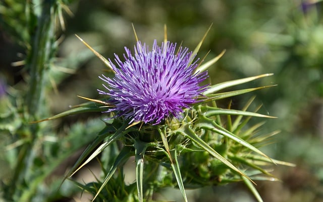 Free download hd wallpaper flower thistle spring free picture to be edited with GIMP free online image editor