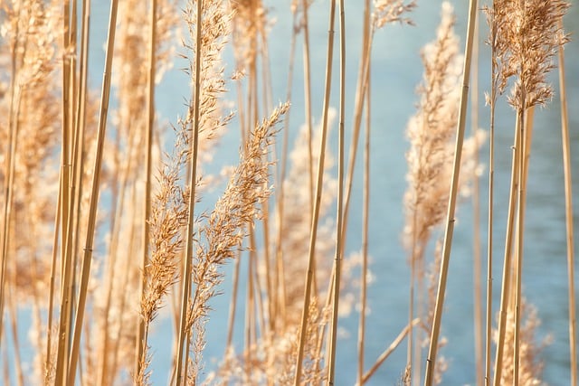 Free download hd wallpaper grass dried grass halm free picture to be edited with GIMP free online image editor