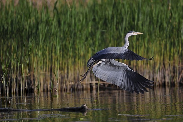 Free download hd wallpaper grey heron heron free picture to be edited with GIMP free online image editor