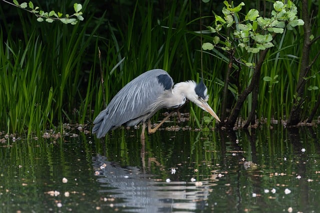 Free download hd wallpaper grey heron heron lake free picture to be edited with GIMP free online image editor