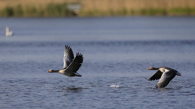 Free download hd wallpaper greylag goose waterbird free picture to be edited with GIMP free online image editor