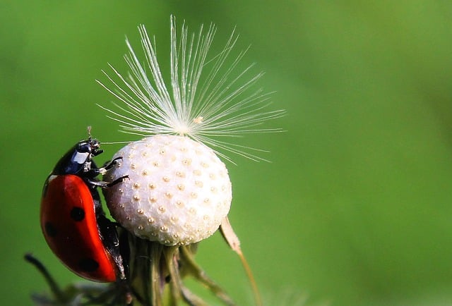 Free download hd wallpaper ladybug dandelion free picture to be edited with GIMP free online image editor