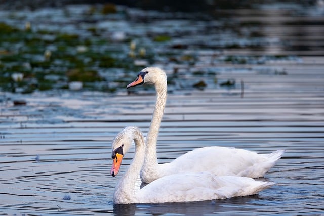 Free download hd wallpaper nature wallpaper swans free picture to be edited with GIMP free online image editor