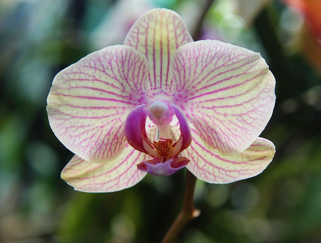 Free download hd wallpaper orchid flower floral free picture to be edited with GIMP free online image editor