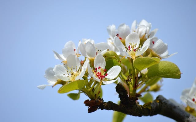 Free download hd wallpaper pear blossoms free picture to be edited with GIMP free online image editor