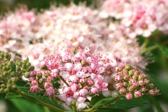 Free download hd wallpaper pink flowers free picture to be edited with GIMP free online image editor