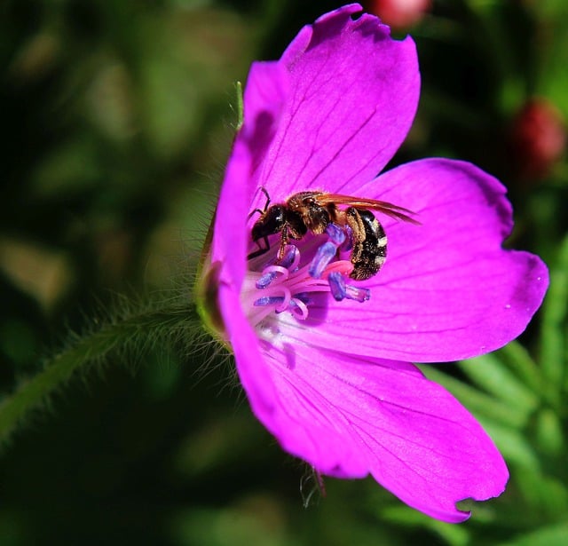 Free download hd wallpaper purple flower bee free picture to be edited with GIMP free online image editor