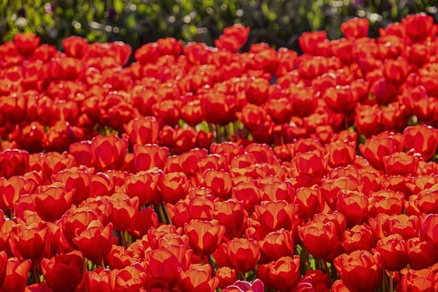 Free download hd wallpaper red flowers red tulips free picture to be edited with GIMP free online image editor