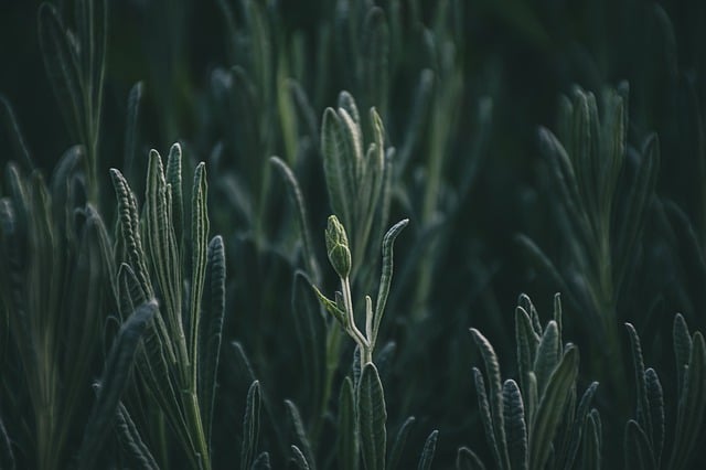 Free download hd wallpaper rosemary field food free picture to be edited with GIMP free online image editor
