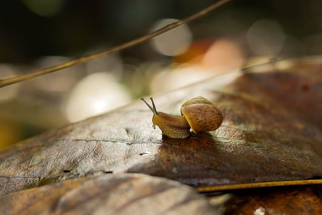 Free download hd wallpaper snail animal mollusc free picture to be edited with GIMP free online image editor