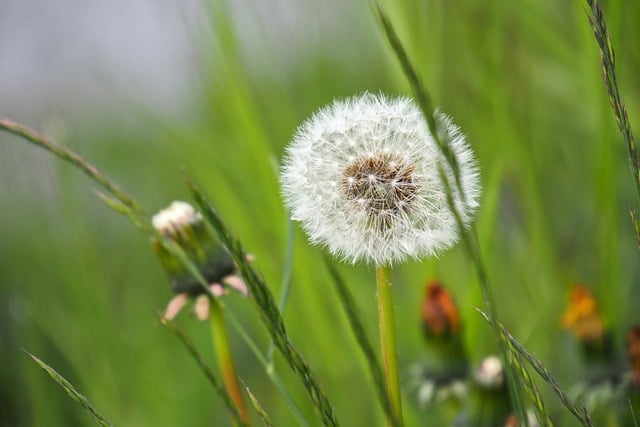 Free download hd wallpaper spring dandelion free picture to be edited with GIMP free online image editor