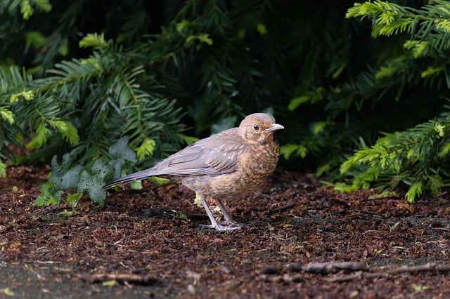 Free download hd wallpaper tree little bird free picture to be edited with GIMP free online image editor