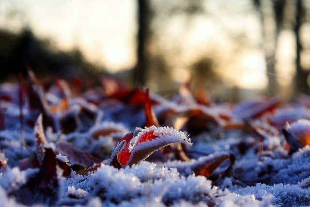 Free download hd wallpaper winter frost leaves free picture to be edited with GIMP free online image editor