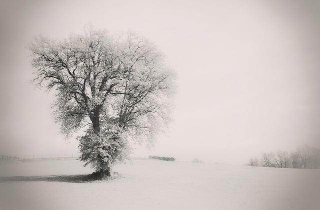 Free download hd wallpaper winter snow tree mist free picture to be edited with GIMP free online image editor