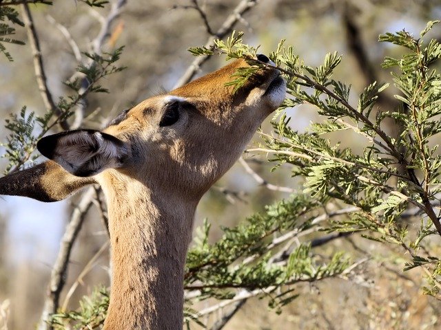 Free download Head Feeding Impala -  free photo or picture to be edited with GIMP online image editor