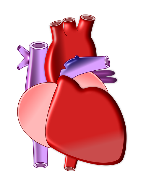 Free download Heart Biology Organ -  free illustration to be edited with GIMP free online image editor