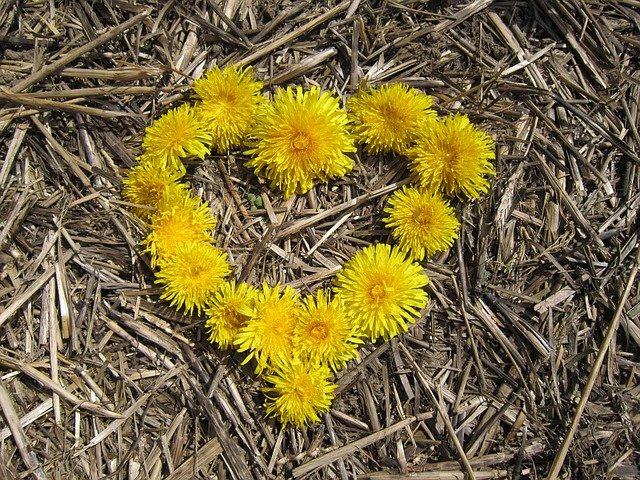 Free download heart yellow love flower dandelion free picture to be edited with GIMP free online image editor