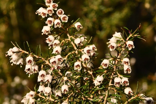 Free download Heather Plant Forest -  free photo or picture to be edited with GIMP online image editor