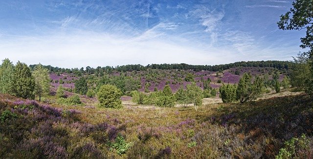 Free download Heathland Heather Nature Reserve -  free photo or picture to be edited with GIMP online image editor