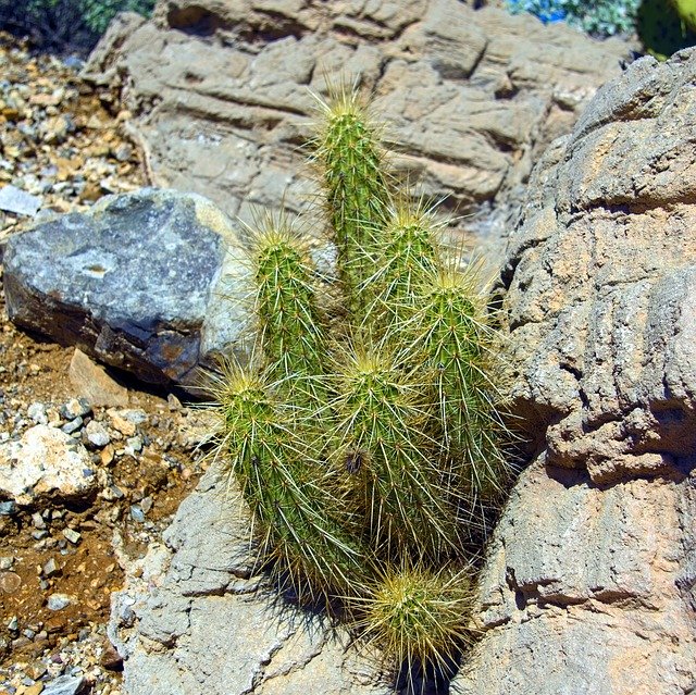 Free download Hedgehog Cactus Plant -  free photo or picture to be edited with GIMP online image editor