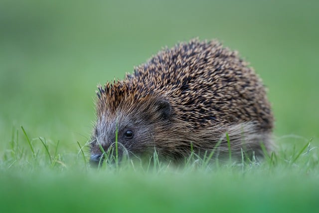 Free download hedgehog cute prickly animals free picture to be edited with GIMP free online image editor